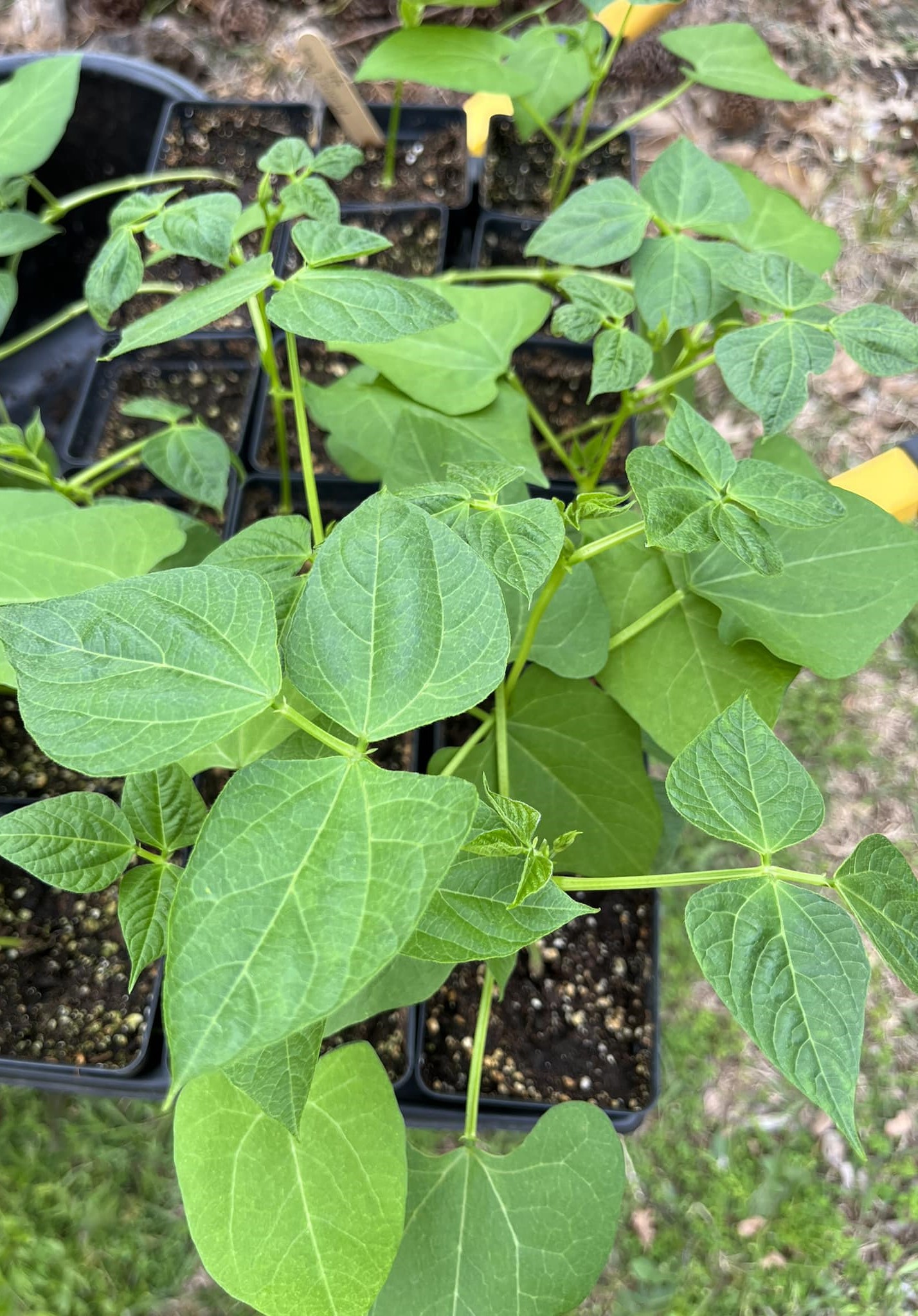 Mummy Bean transplants.